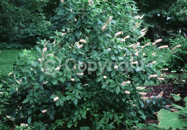 Pink blooms; Deciduous; Broadleaf