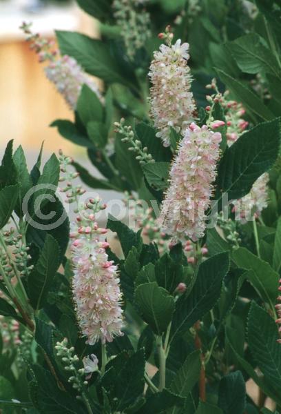Pink blooms; Deciduous; Broadleaf
