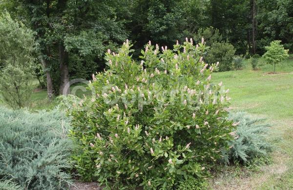 Pink blooms; Deciduous; Broadleaf