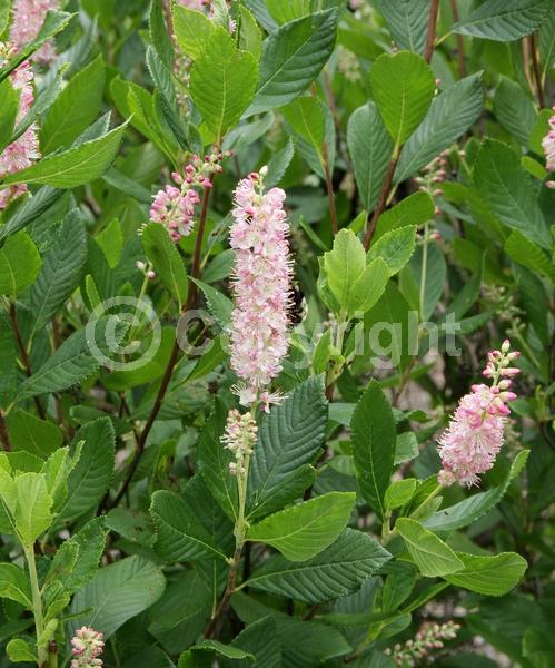 Pink blooms; Deciduous; Broadleaf