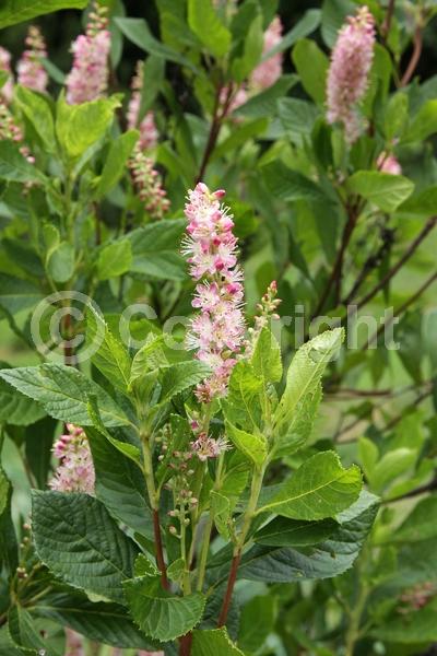 Pink blooms; Deciduous; Broadleaf
