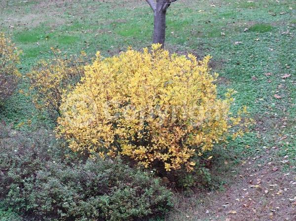 Pink blooms; Deciduous; Broadleaf