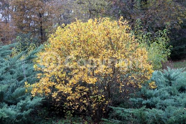 Pink blooms; Deciduous; Broadleaf