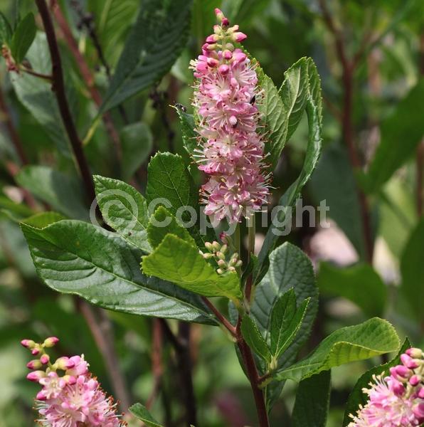 Pink blooms; Deciduous; Broadleaf