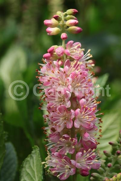 Pink blooms; Deciduous; Broadleaf