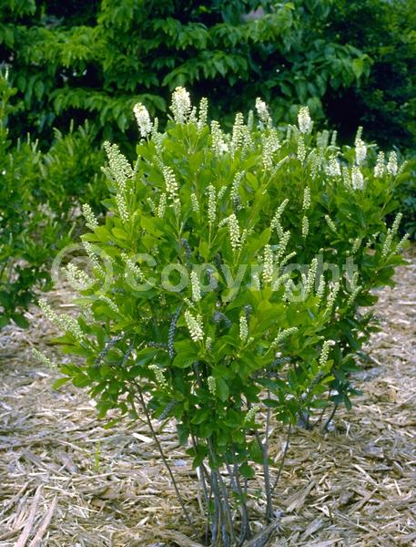 White blooms; Deciduous; Broadleaf; North American Native