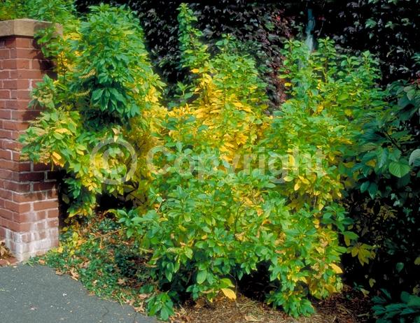 White blooms; Deciduous; Broadleaf; North American Native