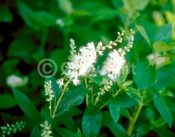 White blooms; Deciduous; Broadleaf; North American Native
