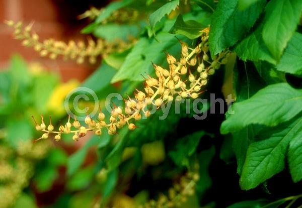 White blooms; Deciduous; Broadleaf; North American Native