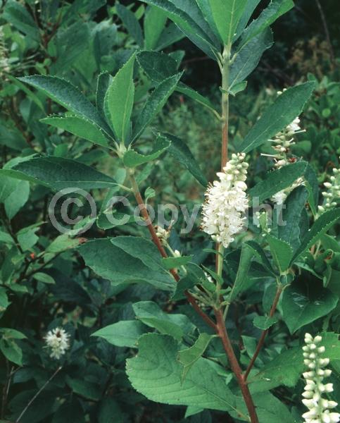White blooms; Deciduous; Broadleaf; North American Native
