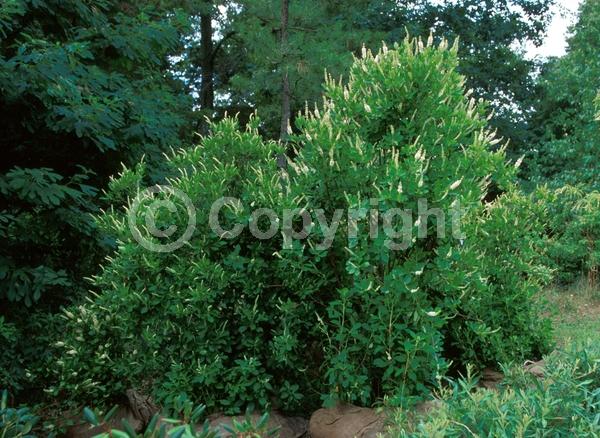White blooms; Deciduous; Broadleaf; North American Native
