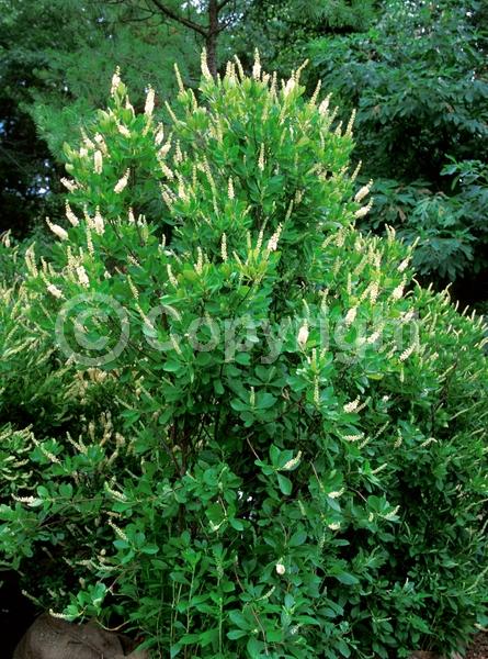 White blooms; Deciduous; Broadleaf; North American Native