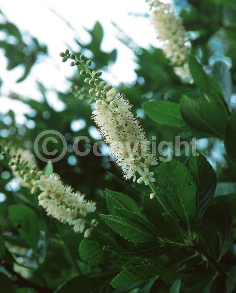 White blooms; Deciduous; Broadleaf; North American Native
