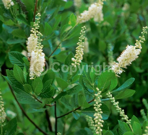 White blooms; Deciduous; Broadleaf; North American Native