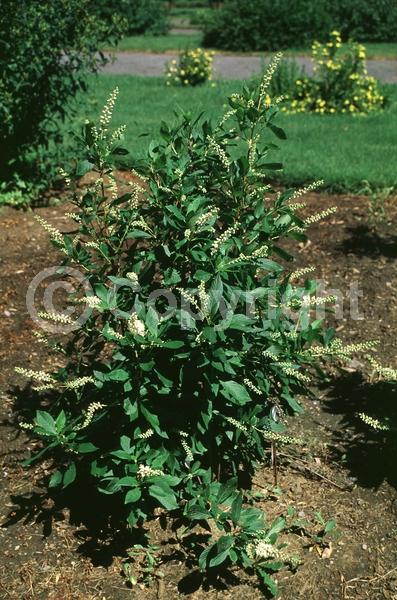 White blooms; Deciduous; Broadleaf; North American Native