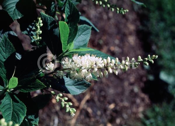 White blooms; Deciduous; Broadleaf; North American Native