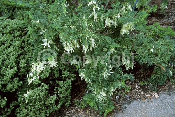 Red blooms; White blooms; Pink blooms; Evergreen; Broadleaf