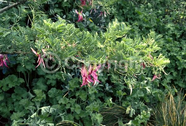 Red blooms; White blooms; Pink blooms; Evergreen; Broadleaf