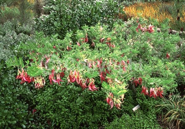 Red blooms; White blooms; Pink blooms; Evergreen; Broadleaf