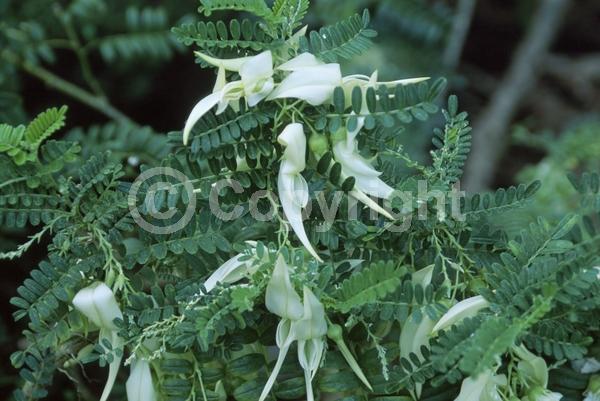 Red blooms; White blooms; Pink blooms; Evergreen; Broadleaf