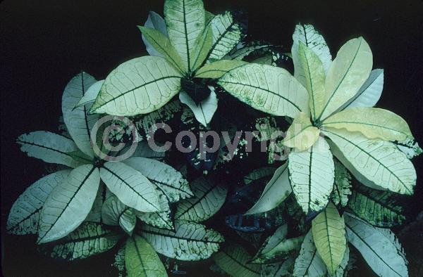 Evergreen; Broadleaf