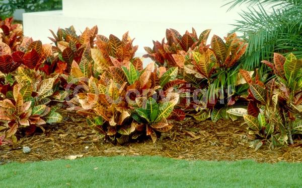 White blooms; Evergreen; Broadleaf