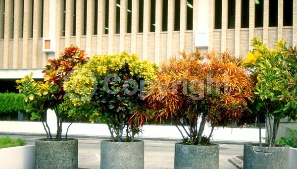 Yellow blooms; White blooms; Evergreen; Broadleaf