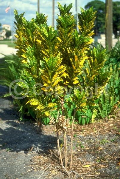 White blooms; Evergreen; Broadleaf