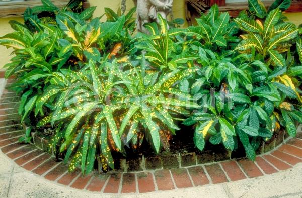 White blooms; Evergreen; Broadleaf