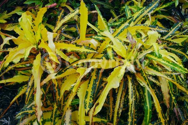 White blooms; Evergreen; Broadleaf