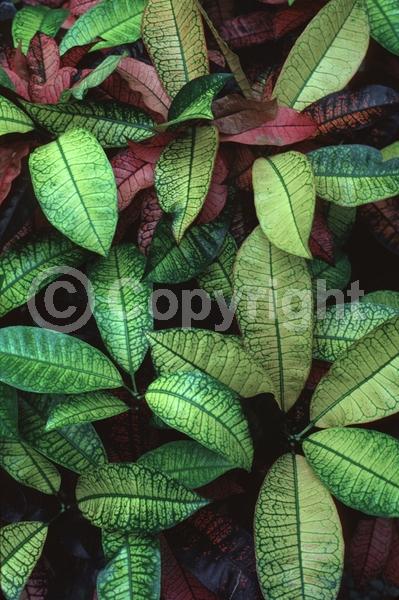 White blooms; Evergreen; Broadleaf