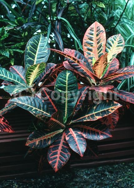 White blooms; Evergreen; Broadleaf