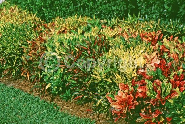White blooms; Evergreen; Broadleaf