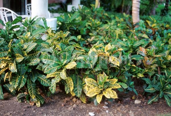 White blooms; Evergreen; Broadleaf