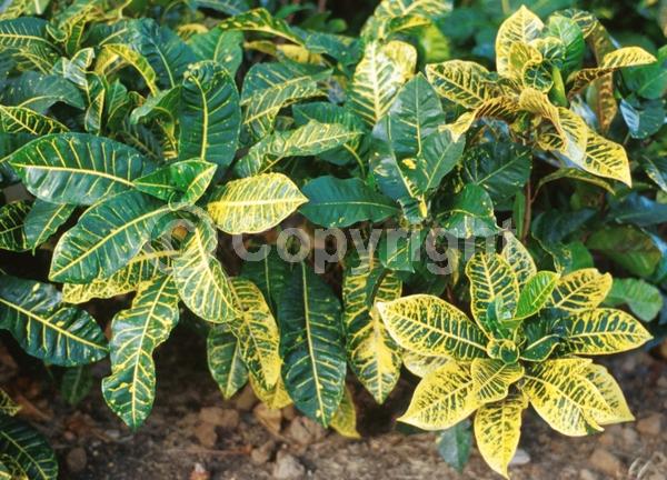 White blooms; Evergreen; Broadleaf