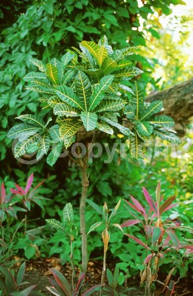 White blooms; Evergreen; Broadleaf