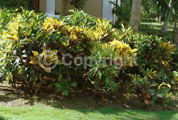 White blooms; Evergreen; Broadleaf