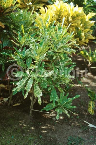 White blooms; Evergreen; Broadleaf