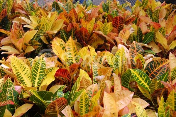 White blooms; Evergreen; Broadleaf