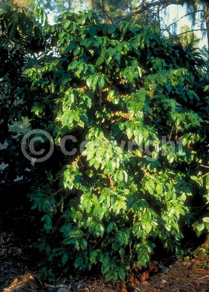White blooms; Evergreen; Needles or needle-like leaf