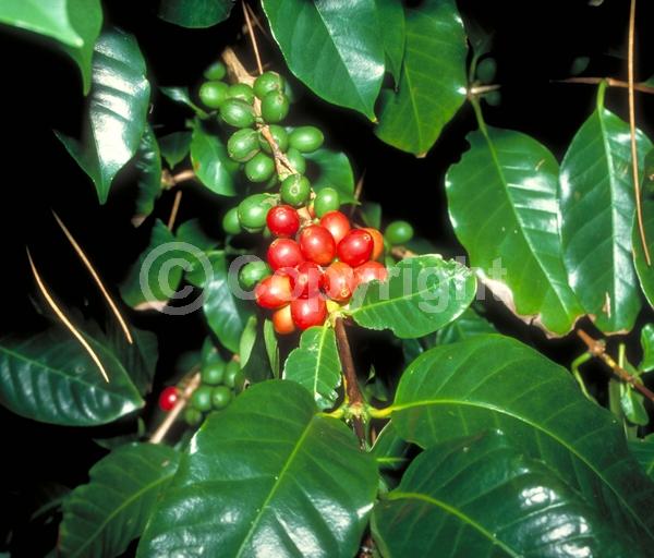 White blooms; Evergreen; Needles or needle-like leaf