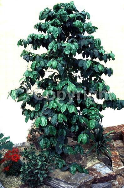 White blooms; Evergreen; Needles or needle-like leaf