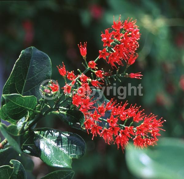 Red blooms; Orange blooms; Evergreen; Broadleaf