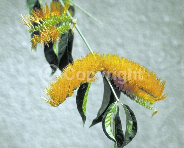 Orange blooms; Evergreen; Needles or needle-like leaf