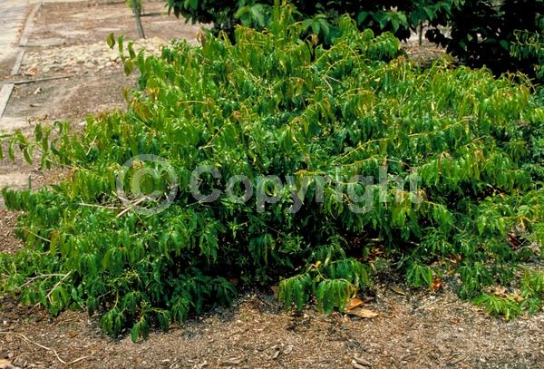 Orange blooms; Evergreen; Needles or needle-like leaf