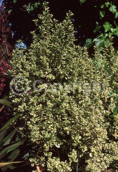 Green blooms; Evergreen