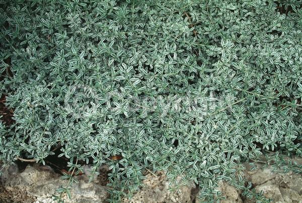 Evergreen; Broadleaf