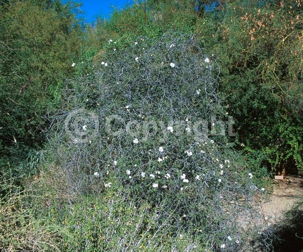 White blooms; Semi-evergreen; Broadleaf; North American Native