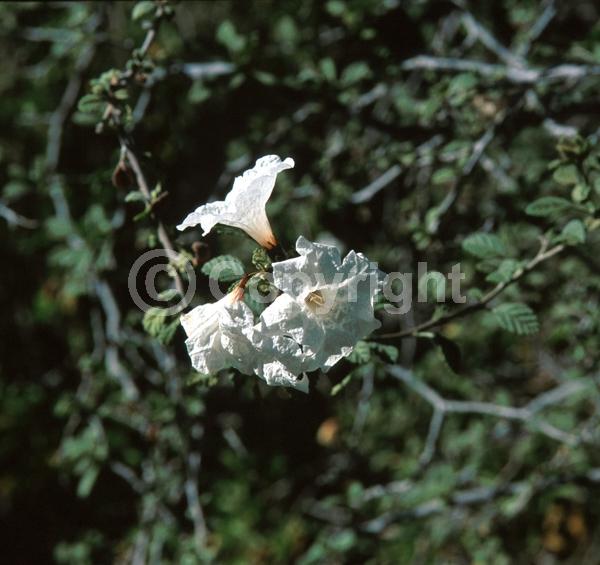 White blooms; Semi-evergreen; Broadleaf; North American Native