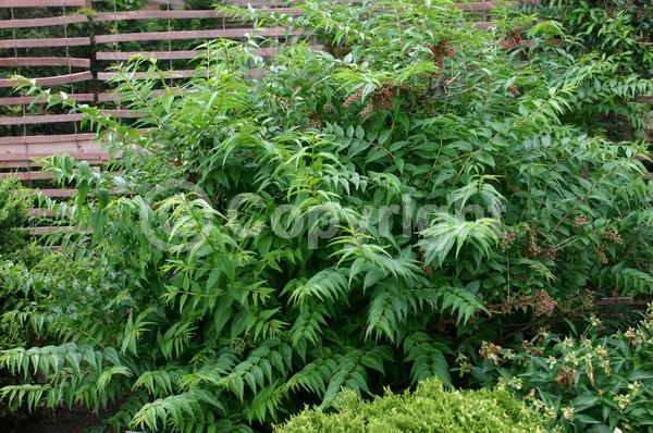 Red blooms; Purple blooms; Deciduous; Broadleaf
